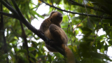 For the love of lemurs
