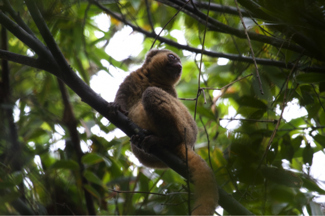 For the love of lemurs