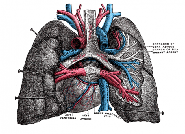 Can doctors fix a broken heart?