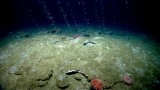 Seafloor communities create electricity