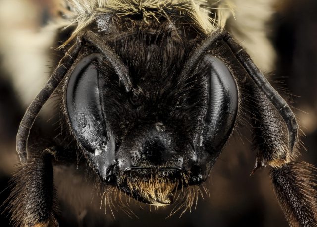 Two rare bees pass first hurdle for federal protection