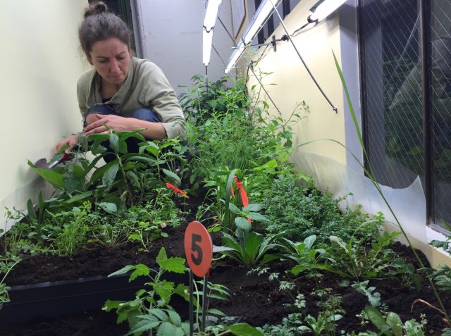 For the love of immigrant weeds
