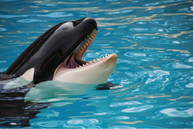 The extinction of the captive orca