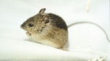 Viking rodents reveal paths of historic human exploration