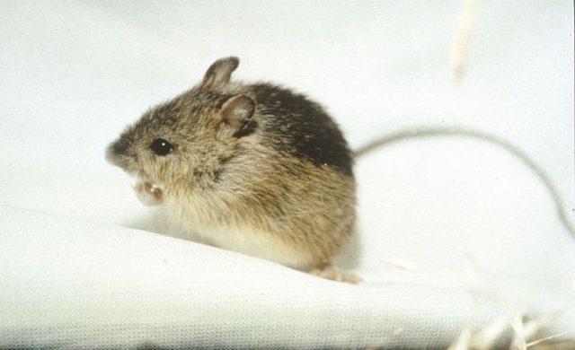 Viking rodents reveal paths of historic human exploration