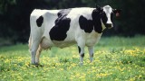 What does a cow need all those stomachs for anyway?
