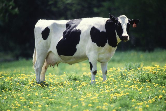 What does a cow need all those stomachs for anyway?
