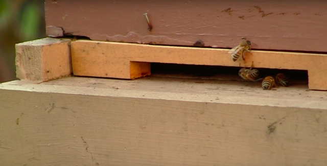 VIDEO: Beekeeping in an urban jungle