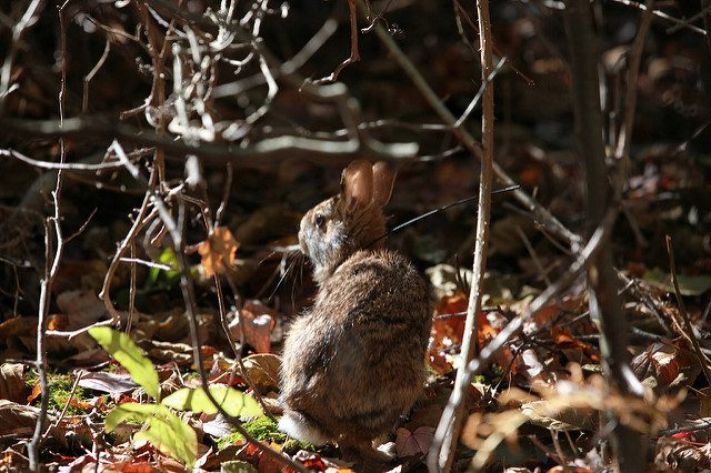 Protecting wildlife in the thick of it
