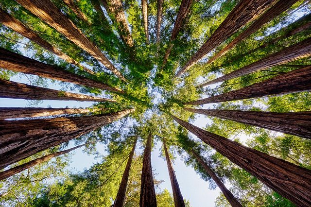 The wrong kinds of trees could make global warming worse