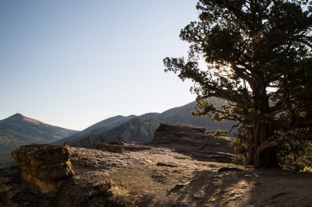 How does ecological succession work?