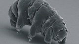 VIDEO: Close encounters with water bears
