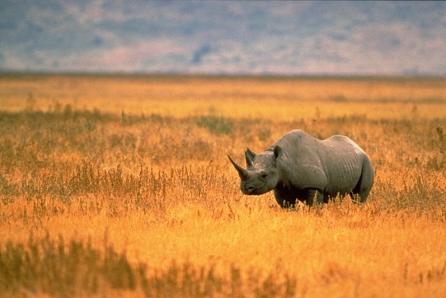 Butting heads over rhino horns