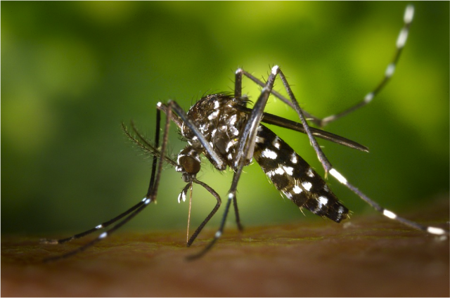 An easy solution to the war on Zika?
