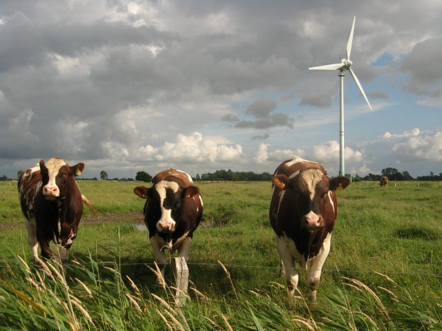 Taxing red meat to fight climate change