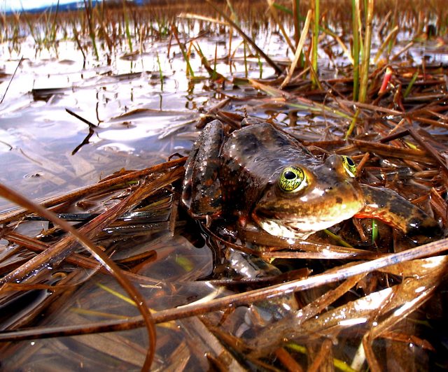 Spotted frogs in the spotlight