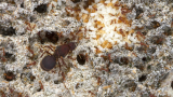 The original ant farms