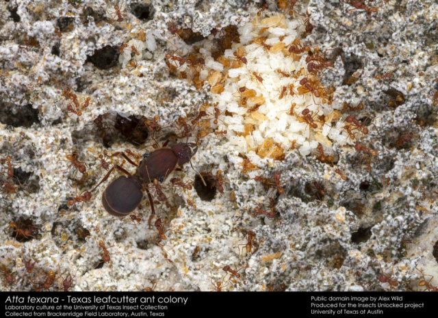 The original ant farms
