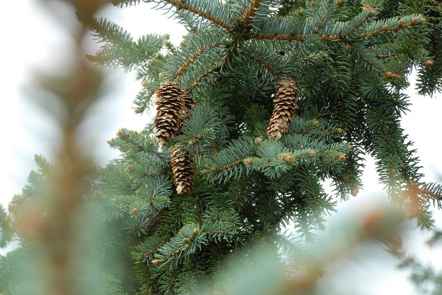 Read between the pines