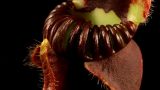 The weird world of carnivorous plants