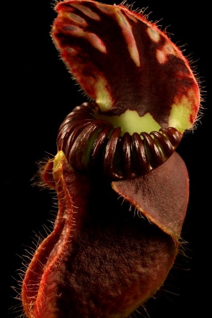 The weird world of carnivorous plants