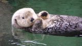 Mixed news for otter recovery