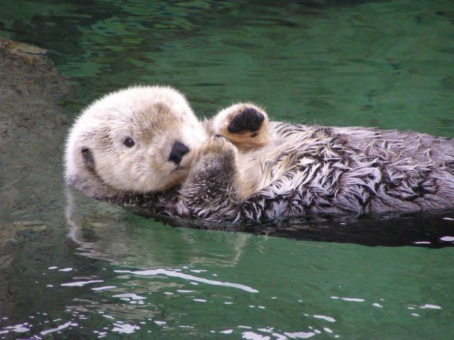 Mixed news for otter recovery