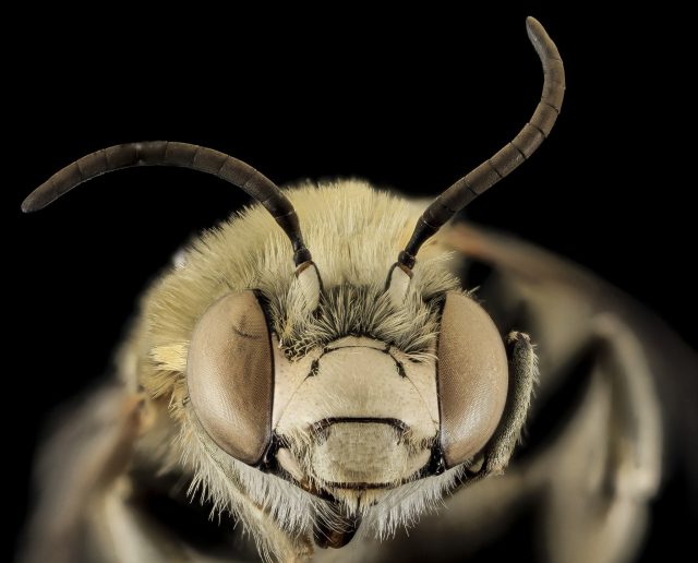 A wild bee in the big city