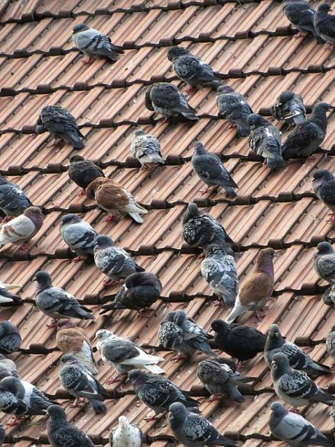 Majestic birds or rats with wings?