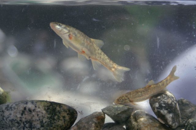 A fish out of water