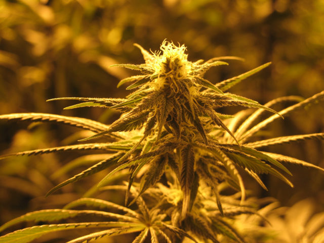 Making marijuana green again