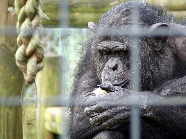 The end of biomedical research on U.S. chimps may imperil their wild brethren