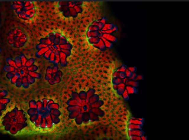 What is coral bleaching and why does it happen?