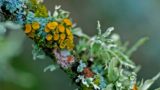 The roots of an early plant partnership
