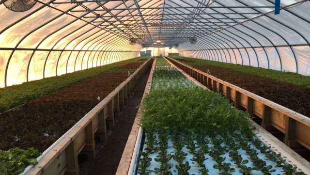 Who needs dirt and rain?