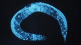 Turning roundworms into flatworms