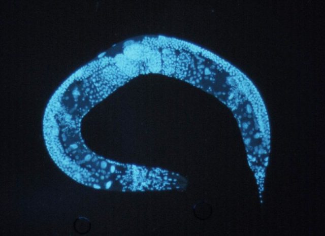 Turning roundworms into flatworms