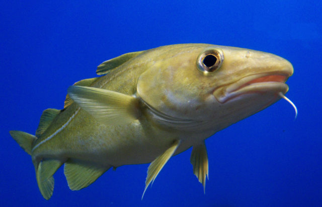 Choppy waters lay ahead for U.S. fisheries