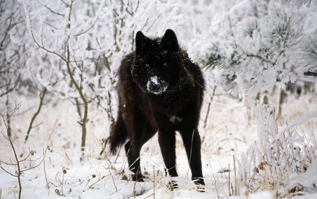 Wolves are targets in the Endangered Species Act “modernization”