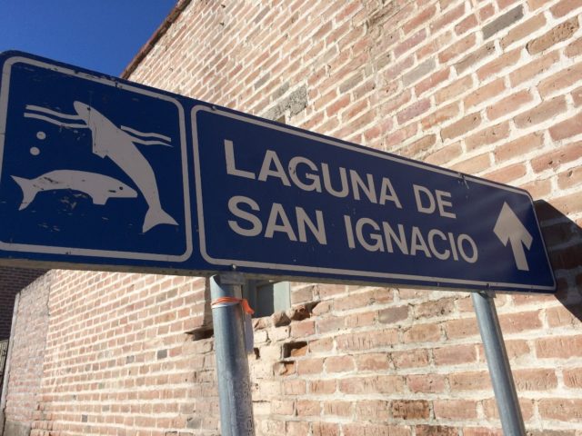 Where whales mingle with humans