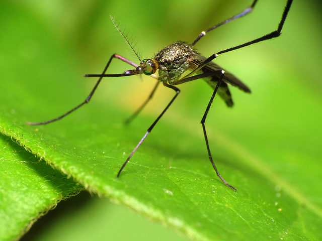 Sugar-fed mosquitoes still bite