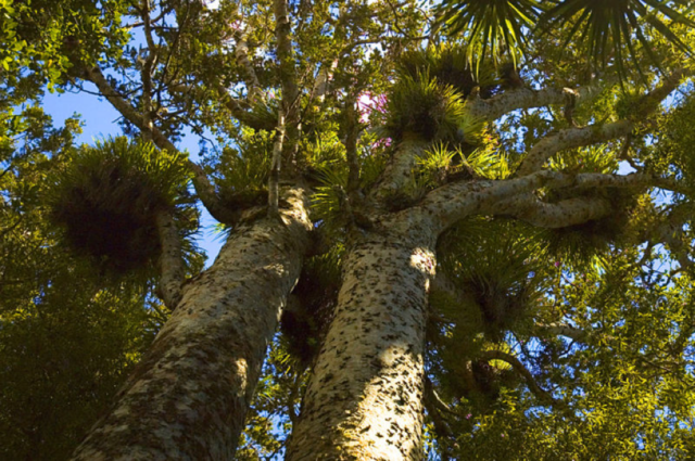 Climate detectives use kauri tree clues to uncover secrets from Antarctica