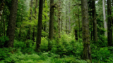 The human-caused wildfires that once burned in coastal rainforests