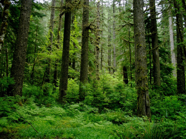 The human-caused wildfires that once burned in coastal rainforests