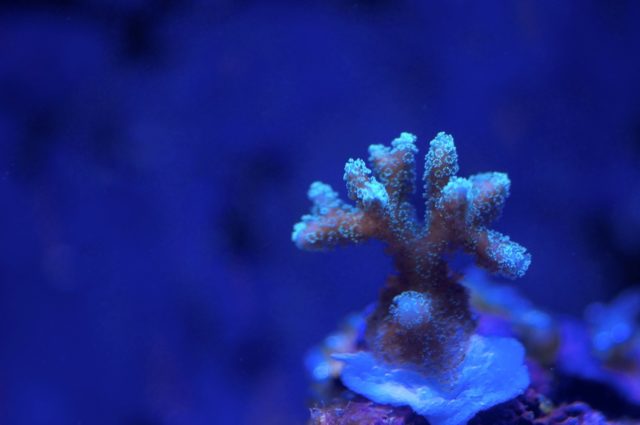 Some corals are more resilient to acidifying oceans than we thought