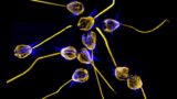 Chemical 'aphrodisiac' jumpstarts the sex life of a single-celled organism