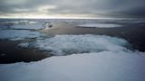 Unlikely creatures reveal the story of early Arctic seas