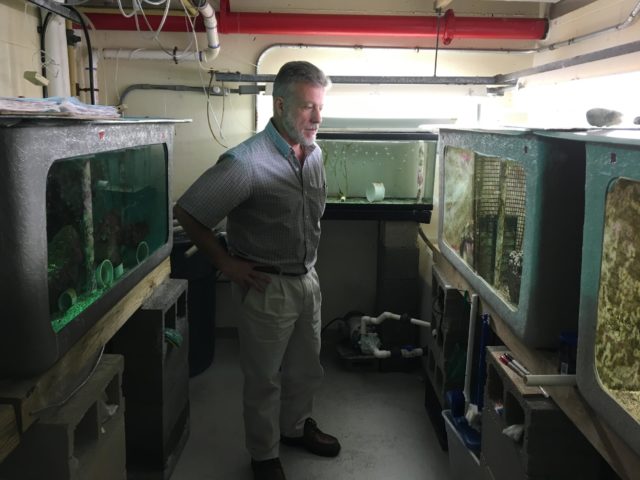 One man's quest to save a rare reef fish