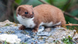Fighting pests with genetic editing could backfire