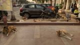 A country bursting with people wants to control its animal population